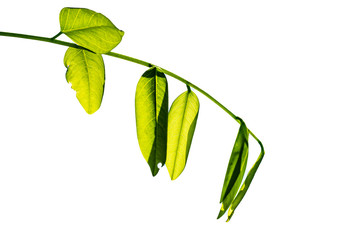 young green leaves on the white background