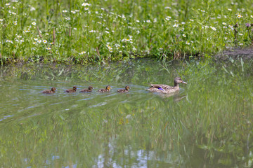 duck mama with ducklings swimming in lake in formation