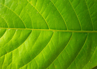 Bright green leaf from South East Asia