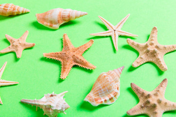 Fototapeta na wymiar lot of seashells and many starfish on green background