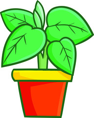 Funny and fresh plant in a red yellow pot