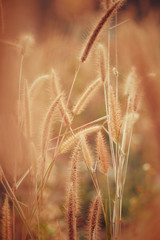 Landscape of grass field in park in the morning.