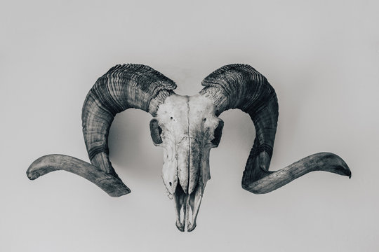 Trophy on a wall - skull of moufflon with big horns. Hunting of big mammals is popular hobby in Europe. Black and white photography.