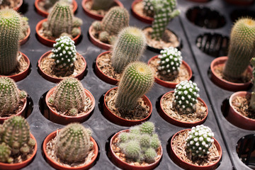 Small cactus nursery