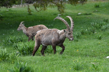 Famille de bouquetins 02