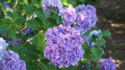 和の情緒溢れるアジサイ！