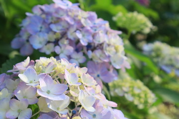 薄紫色のアジサイの花