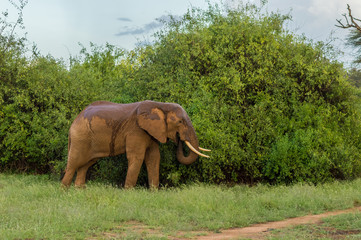 Fototapeta na wymiar An old elephant in the savannah