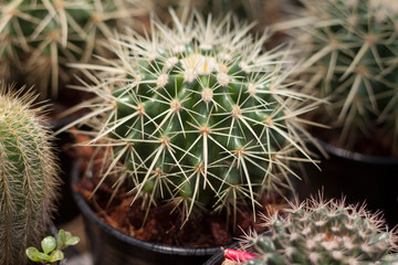 Small cactus nursery