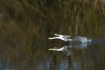 Schwan im Flug