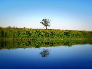 Summer landscape. Tree near the river.