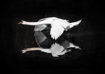 Schwan im Flug