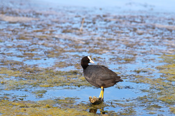 A coot on the swamp stands on a branch and who looks back...