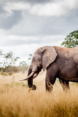 Naklejka na ściany i meble Elephant - Kruger National Park - South Africa