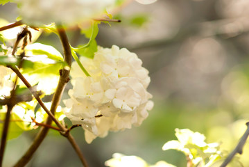 Snowball Bush Blossoms