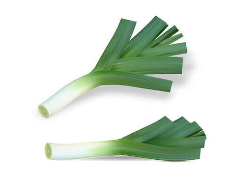Realistic Fresh Leek High Quality Vector Illustration EPS10