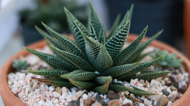Haworthia limifolia cactus in terracotta pot full with pebbles.Small cactus in pot full with pebbles.Haworthia limifolia in pot. - Powered by Adobe
