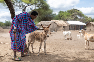 maasai man and a baby donkey