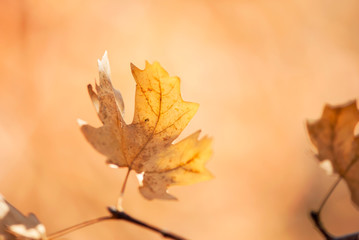 Golden Maple Leaf