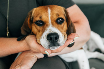 Beagle dog lies on the hands of a woman. The dog looks sad.