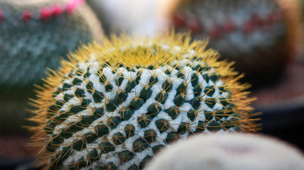 Most beautiful Mammillaria marksiana.Mammillaria marksiana close up.Round shape cactus with yellow thorn.Yellow thorn cactus.