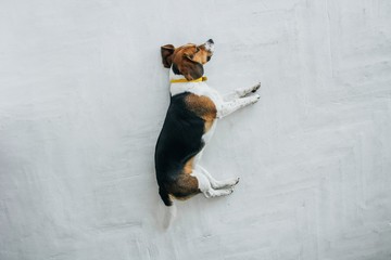 Beagle dog with a yellow collar sleeping on a white wooden floor. Sleepy dog sleeping and dreaming. Tricolor dog top view.