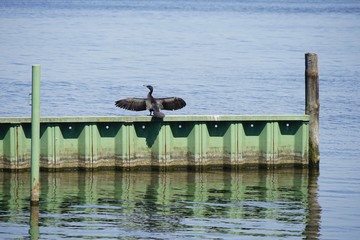Kormoran am Wannsee