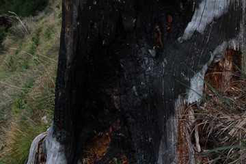 Waldbrandüberreste