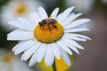 Obraz premium Close up of insect on flower head
