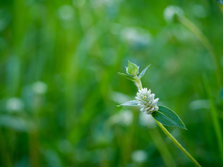 White grass flower and green leaves
