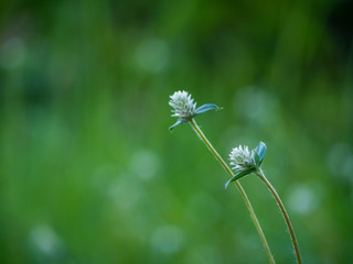 White grass flower and green leaves