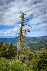Old tree on a mountain