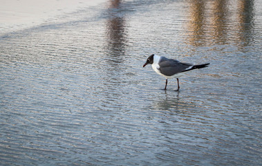Laughing gull wading in beach water