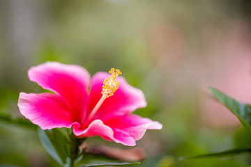 Fototapeta premium The red hibiscus with the red petal and nice yellow pollen in the shade green garden with the light or flare from the picture edge , focus on the yellow pollen. 