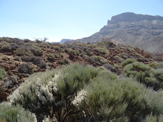 Parque Nacional del Teide, Tenerife