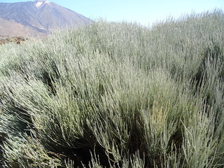 Parque Nacional del Teide, Tenerife