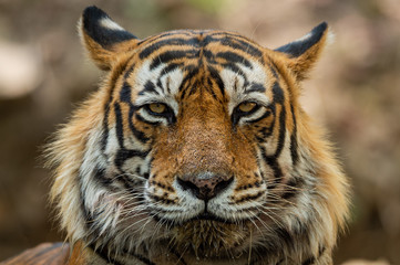 A dashing and handsome looking royal bengal male tiger portrait with an eye contact. This Adult Male Tiger has Lovely mane and beard at Ranthambore National Park, Rajasthan, India, Asia