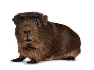 Cute crested cavy, standing side ways. Looking towards camera. Isolated on white background. Mouth silly open
