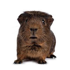 Cute crested cavy, standing facing front. Looking towards camera. Isolated on white background. Mouth silly open.
