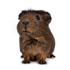 Cute crested cavy, standing facing front. Looking towards camera with tilted head. Isolated on white background. Mouth silly open.