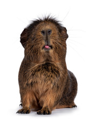 Cute crested cavy, standing facing front. Haed up, sticking out tongue. Isolated on white background.