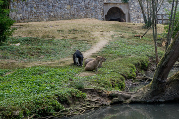 Anteater and two capybaras near a lake
