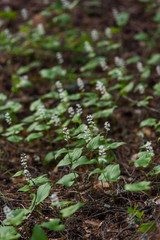 Maianthemum bifolium