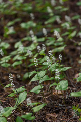 Maianthemum bifolium