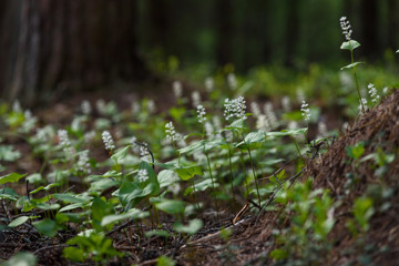Maianthemum bifolium