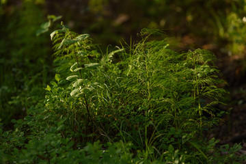 Horsetail
