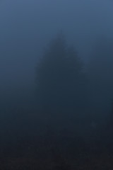 Nebel im Gebirge