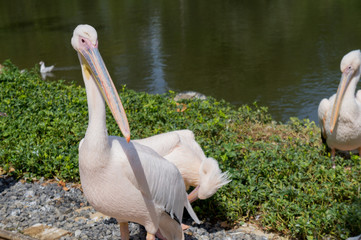 Pelican near a lake looking at camera