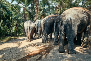 Naklejka premium Asian elephants walking through a tropical forest