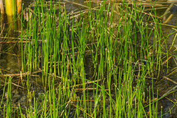 Stachelspitzige Teichsimse © Eberhard Spaeth